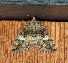 Hydriomena speciosata