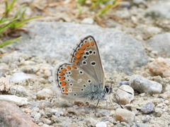 Aricia artaxerxes