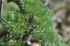 Lomatium columbianum