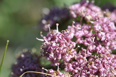 Lomatium columbianum