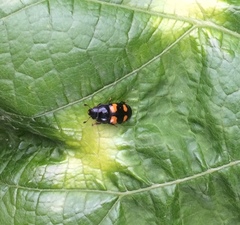 Glischrochilus grandis