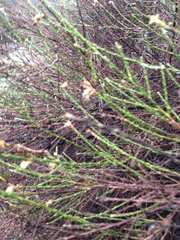 Lepidospartum squamatum