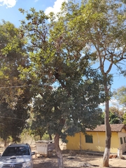 Magonia pubescens