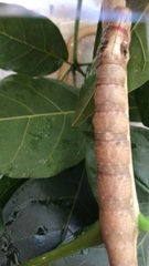 Lepidoptera