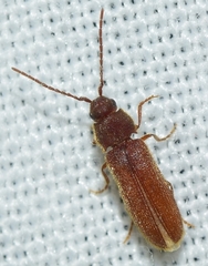 Anelastidius feisthameli