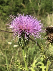 Cirsium pumilum
