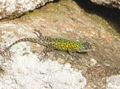 Sceloporus hondurensis
