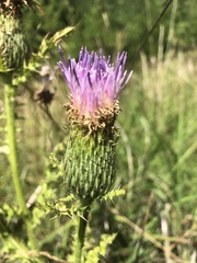 Cirsium pumilum