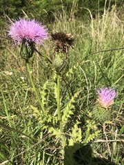 Cirsium pumilum