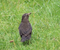 Turdus merula