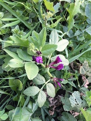 Vicia narbonensis