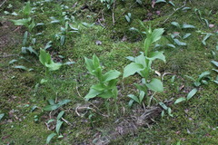 Cypripedium reginae