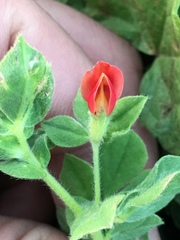 Lotus tetragonolobus