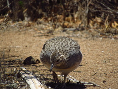 Nothoprocta perdicaria