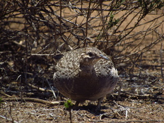 Nothoprocta perdicaria