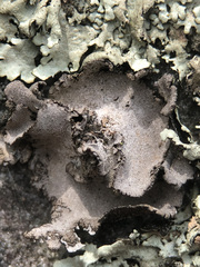 Umbilicaria grisea