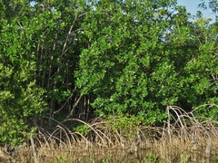 Rhizophora mangle