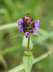 Prunella vulgaris