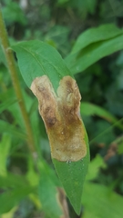 Nemorimyza posticata