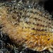 Smoothspined Snailfur - Photo (c) Dennis Rabeling, some rights reserved (CC BY-NC-ND), uploaded by Dennis Rabeling