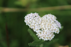 Achillea millefolium