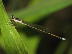 Argentagrion ambiguum