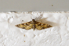 Diacme elealis