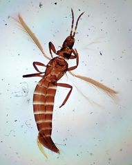 Erythrothrips