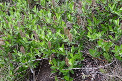 Salix hastata