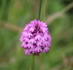 Anacamptis pyramidalis