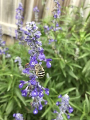 Anthophora californica