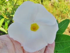 Rhabdadenia biflora
