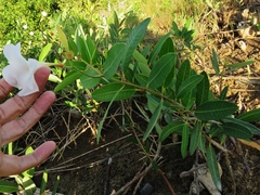 Rhabdadenia biflora