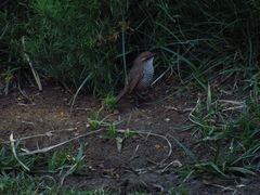 Scelorchilus albicollis