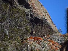 Pteroptochos megapodius