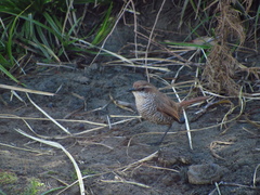 Scelorchilus albicollis