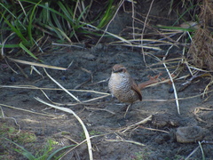 Scelorchilus albicollis