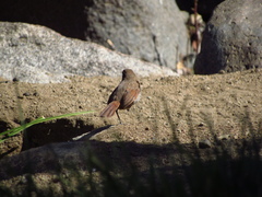 Scelorchilus albicollis