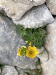 Ranunculus montanus