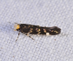 Eteobalea
