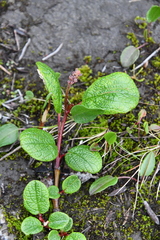 Salix reticulata