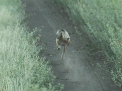 Vulpes corsac