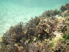 Ericaria crinita