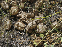 Astragalus physodes