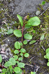 Salix reticulata