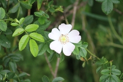 Rosa canina