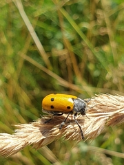 Lachnaia sexpunctata