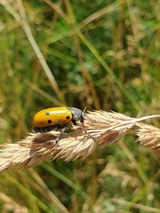 Lachnaia sexpunctata