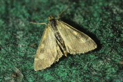 Udea olivalis