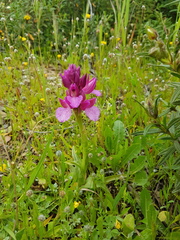 Anacamptis